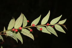 Phyllanthus acutifolius