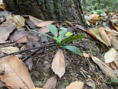 Aegonychon zollingeri