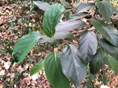 Alangium polyosmoides tomentosum