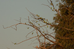 Melopsittacus undulatus