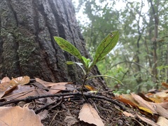 Aegonychon zollingeri