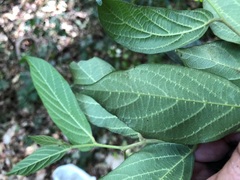 Alangium polyosmoides tomentosum