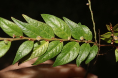 Phyllanthus acutifolius