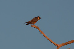 Falco longipennis