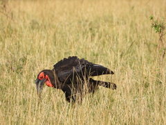 Bucorvus leadbeateri