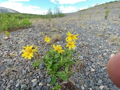 Papilio machaon aliaska