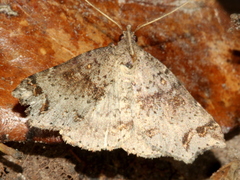 Lithilaria proestans