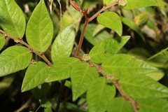 Phyllanthus acutifolius
