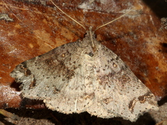 Lithilaria proestans