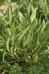 Curcuma longa