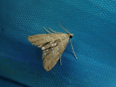 Elophila turbata