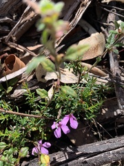 Tetratheca ericifolia