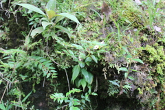 Phyllanthus acutifolius