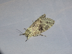 Lichnoptera cavillator