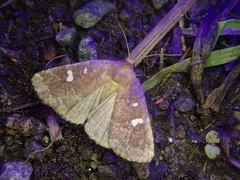 Acosmetia biguttula