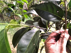 Diospyros fasciculosa