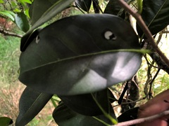 Diospyros fasciculosa