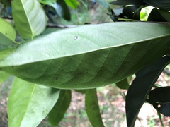 Diospyros fasciculosa