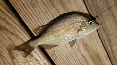 Orthopristis chrysoptera