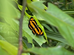 Pantoporia