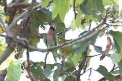 Psittacula alexandri