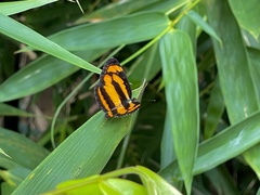 Pantoporia