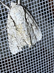 Acronicta lobeliae