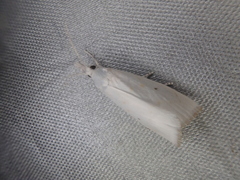 Calamotropha paludella