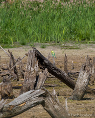 Melopsittacus undulatus domesticus