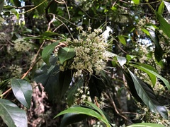 Pavetta australiensis