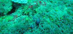 Eudistoma