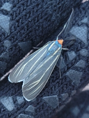 Ctenucha venosa