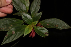 Nematanthus