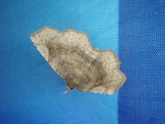 Pangrapta perturbans