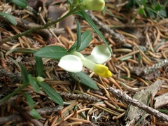 Polygaloides chamaebuxus