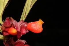 Nematanthus