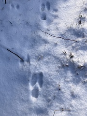 Lepus americanus
