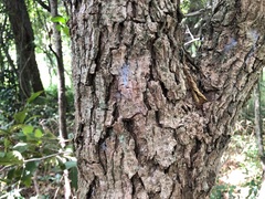 Alangium polyosmoides tomentosum