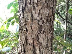 Alangium polyosmoides tomentosum