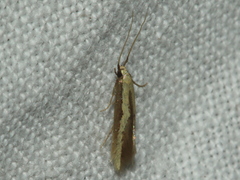 Opogona stenocraspeda