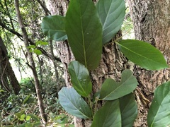 Alangium polyosmoides tomentosum