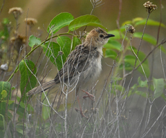 Cisticola natalensis