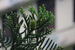 Araucaria columnaris