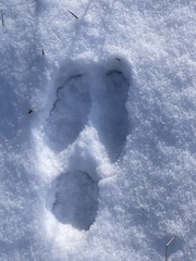 Lepus americanus