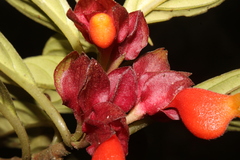 Nematanthus