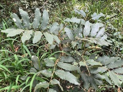 Cupaniopsis tomentella