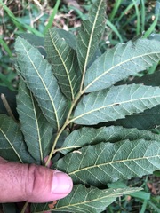 Cupaniopsis tomentella