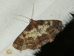 Paradromulia ambigua