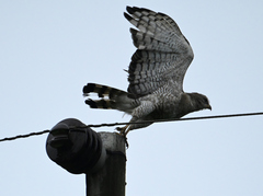 Circaetus fasciolatus