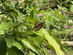 Pantoporia